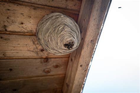 Safely Removing Paper Wasp Nests - Termiguard