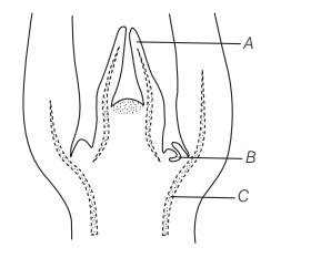 Identify A, B and C in the given diagram of shoot apical meristem.