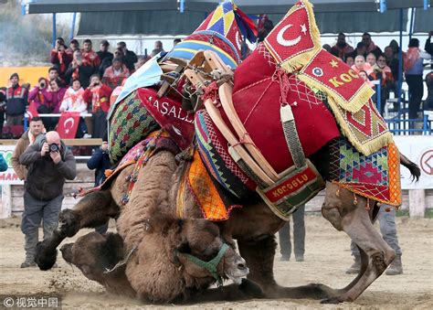 While the Spanish have bullfights, the Turks have camel wrestling. 136 ...