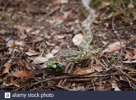 Image result for Carpet Python Australia