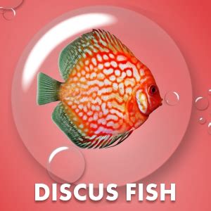 BOLTZ A1 Fish Food - 100 Gm Pellet Growth & Color Enhancer for Bettas ...
