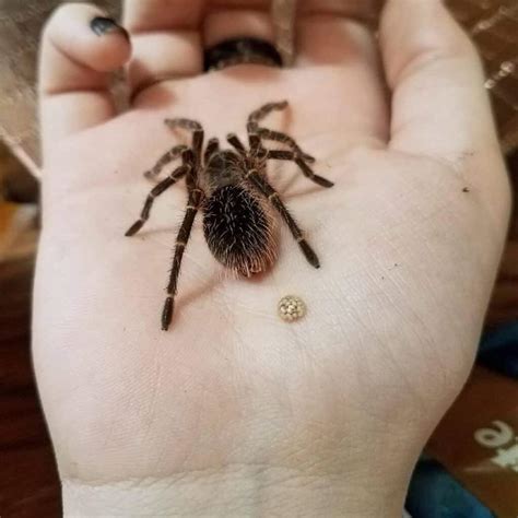 What Does Spider Poop Look Like? (Identification & Cleaning Tips)