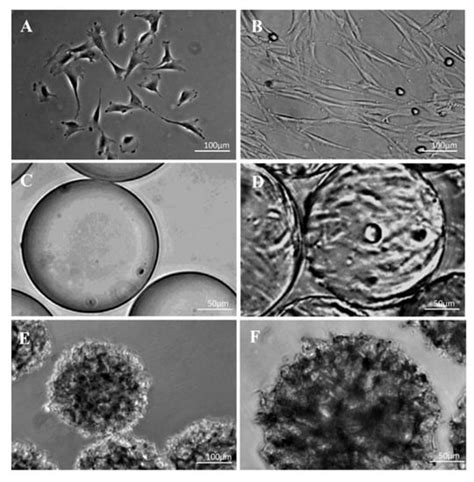 Culturing and Scaling up Stem Cells of Dental Pulp Origin Using ...