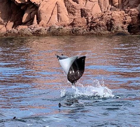 SEA AND ADVENTURES (La Paz) - What to Know Before You Go