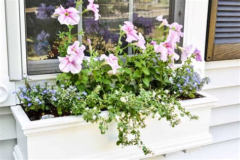 Window Box Flowers 的图像结果