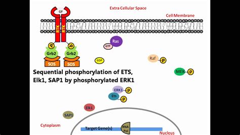 Image result for RTK Pathway Steps