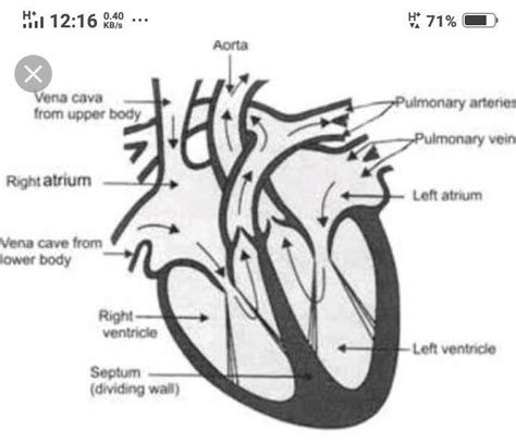Question 52: Describe the working of human blood circulatory system ...