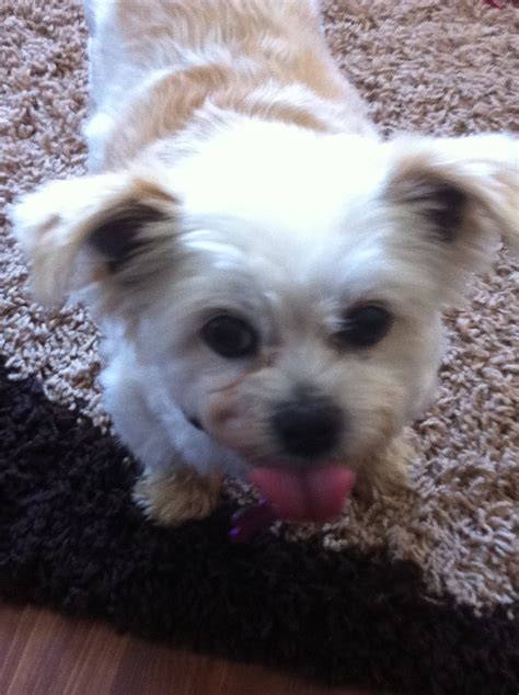 darling dog xx - Modern Dog Magazine