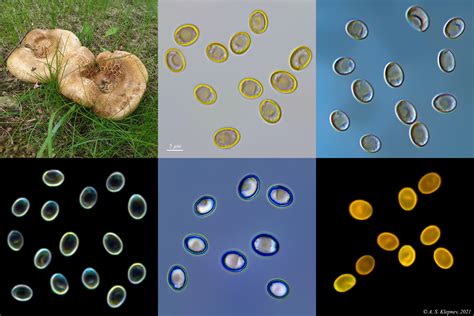 Fungi Microscope