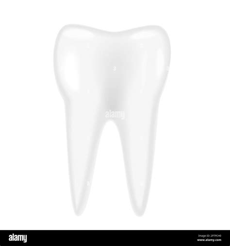 White human tooth. Dental hygiene care, molar teeth, smile mouth vector ...