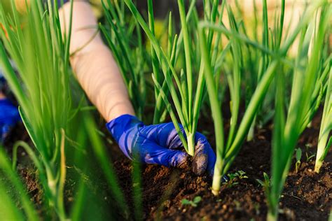 What Plant Grows The Fastest Top 10 Fast Growing Plants To Combat