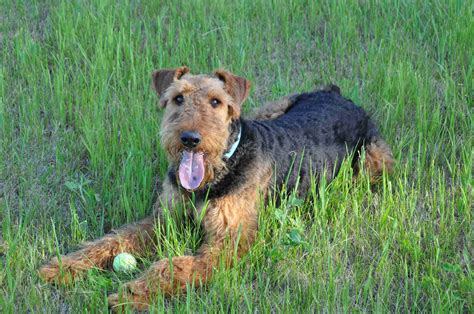 Airedale Terrier Puppies For Sale In Minnesota
