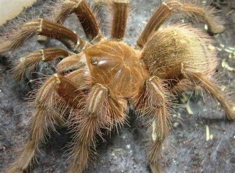 世界上最大的五种蜘蛛，第一名真正的长腿欧巴