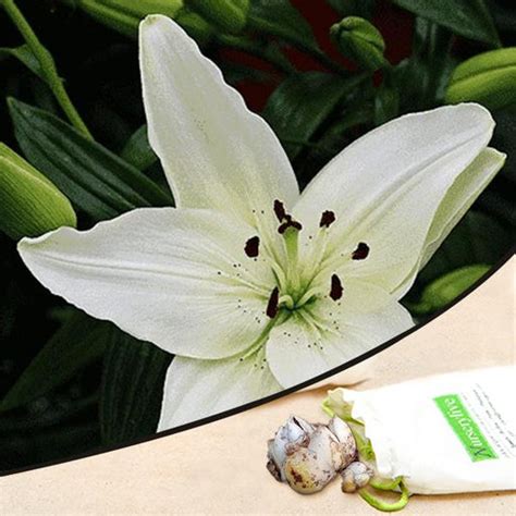 Buy Asiatic Lilies Flower Bulbs online from Nurserylive at lowest price.