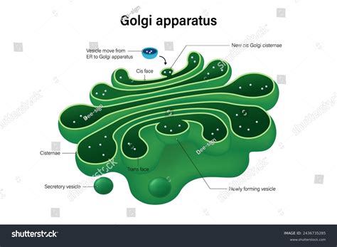 Golgi Apparatus Structure Vector Infographics Organelle Stock Vector ...