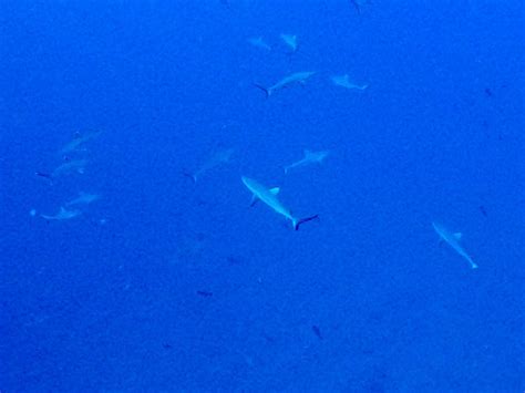 RAIE MANTA CLUB RANGIROA (Updated 2026) All You Need to Know BEFORE You ...