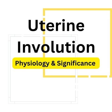 The Ultimate Guide to Uterine Involution: Understanding its Physiology ...