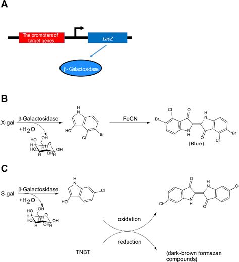 Image result for Alpha Complementation LacZ Assay