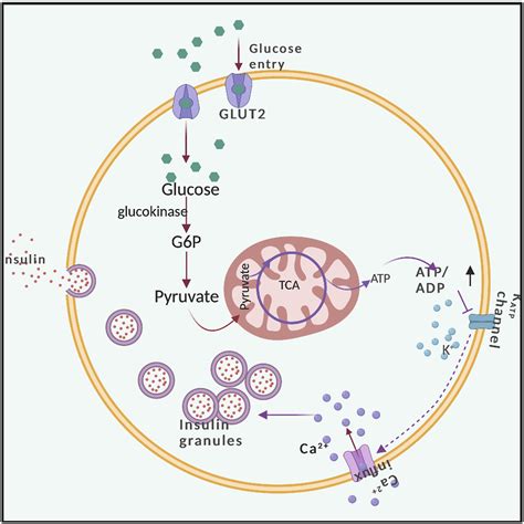 Pancreatic Beta-cell Dysfunction in Type 2 Diabetes - Phyu Phyu Khin, Jong Han Lee, Hee-Sook Jun ...