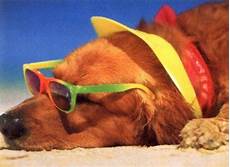 Lakefront Hotel Design Wealthy Paws by Lakefront Hotel Design For Wealthy Paws With Lakefront Hotel Design Wealthy Paws