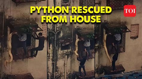 Image result for Python Inside the House