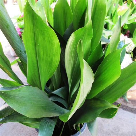 Aspidistra elatior - Boething Treeland Farms