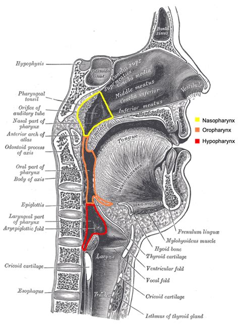 Anatomy Of The Oropharynx