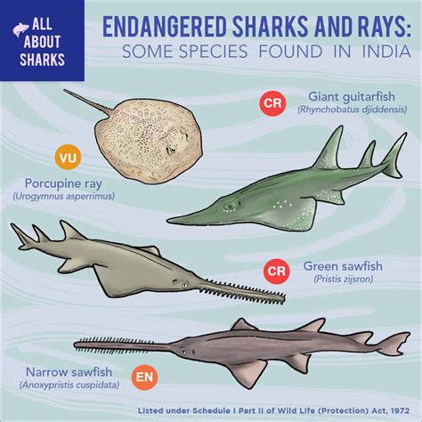 Endangered Sharks
