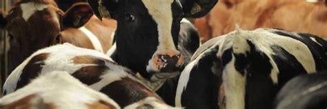 EU Animal Welfare Report Fails to Address Key Issues - FOUR PAWS ...