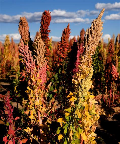 How to grow quinoa – expert tips for this useful supergrain | Homes and Gardens