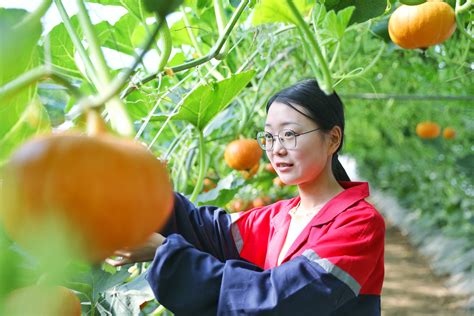 扶沟：强化标准化建设 倾力打造“中原菜都”凤凰网河南_凤凰网