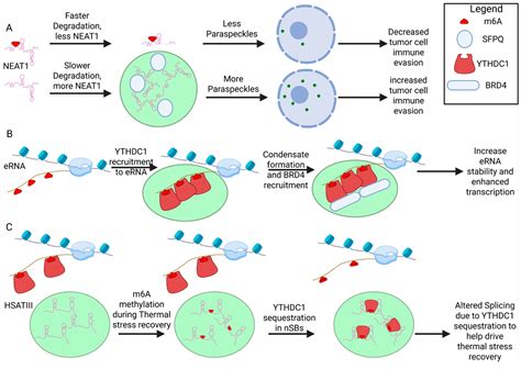 Mechanisms at the Intersection of lncRNA and m6A Biology