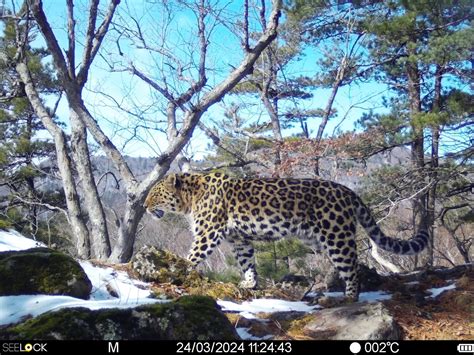 Amur Leopards Reach Record Density in Russia.