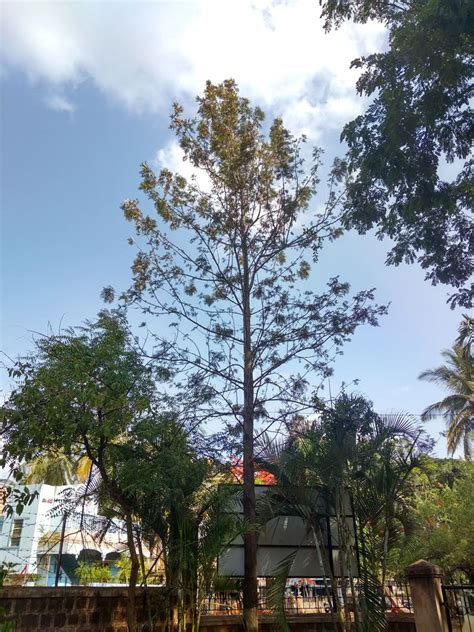 Khajur - Silver oak | Trees of GSS