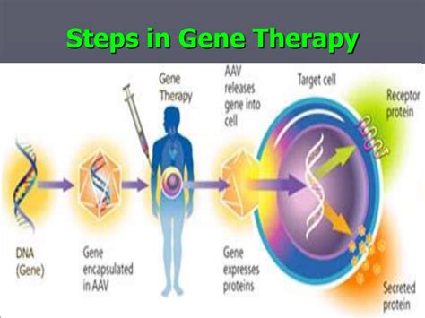 Basic Process of Gene Therapy 的图像结果