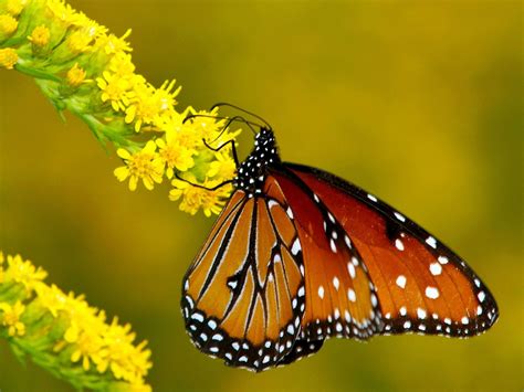 monarch butterfly yellow-animal desktop wallpaper Preview | 10wallpaper.com