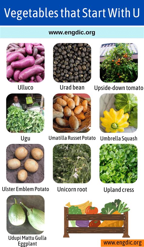 20 Vegetables That Start With U - EngDic