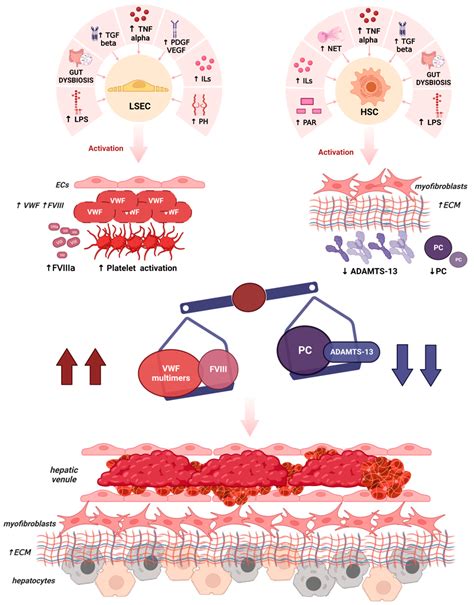 Microvascular Thrombosis and Liver Fibrosis Progression: Mechanisms and ...