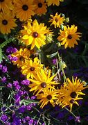 Image result for Think Through Snow Spring Flowers