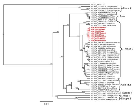 Transmission Dynamics of Crimean–Congo Haemorrhagic Fever Virus (CCHFV ...