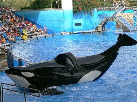 Tilikum's Gallery - Inherently Wild | Tilikum, Tilikum orca, Orcas seaworld