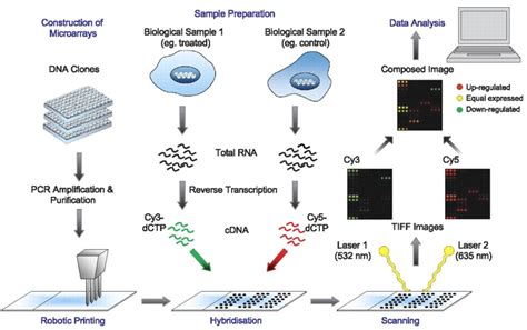 Microarray Machine 的图像结果