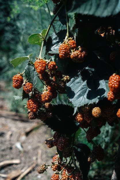 Red Raspberry Bush 的图像结果
