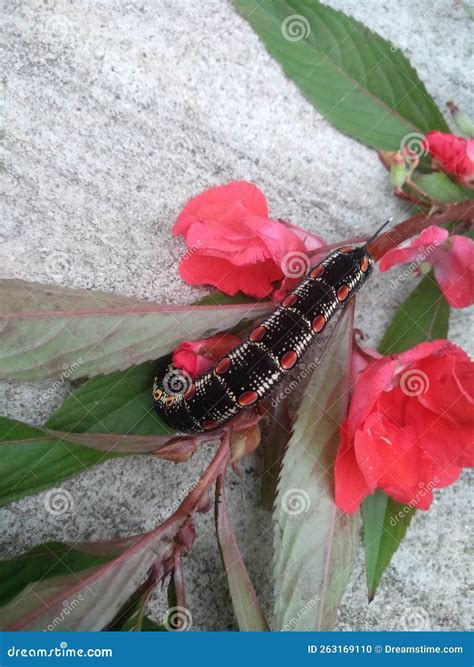 Black caterpillar stock photo. Image of caterpillars - 263169110