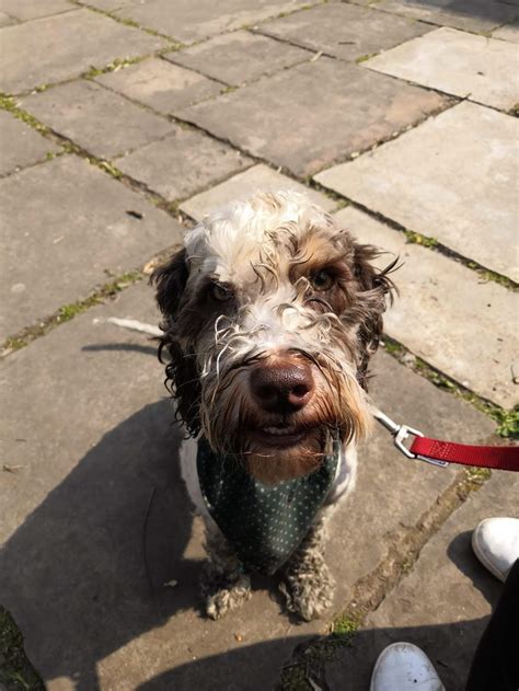 Image result for Cockapoo Puppy Bath