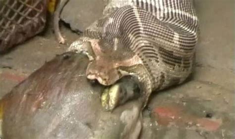 Python Eating Cow 的图像结果