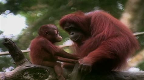 Image result for Primates Breeding