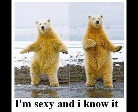 Polar Bear Memes