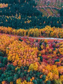 Download wallpaper 240x320 forest, road, aerial view, trees, autumn old ...