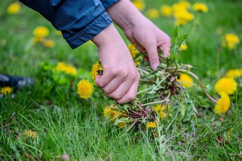 4 Natural Ways To Get Rid Of Dandelions From Your Garden